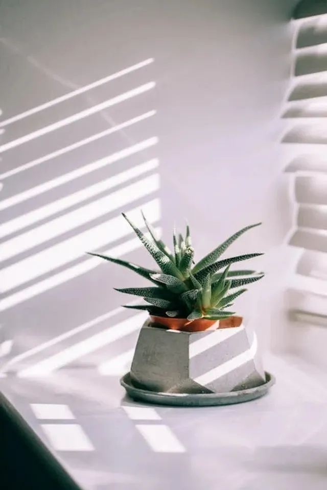 Indoor Plants With Low Maintenance 