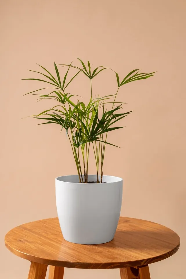 Indoor Plants With Low Maintenance 