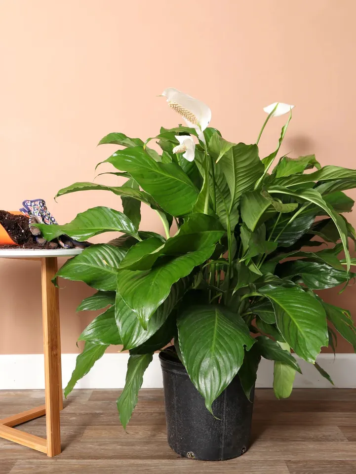 Indoor Plants With Low Maintenance 