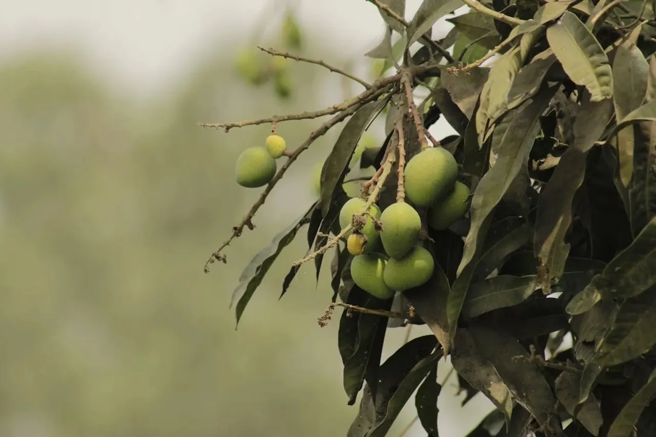 What Happens To Body When You Eat Raw Mango Everyday