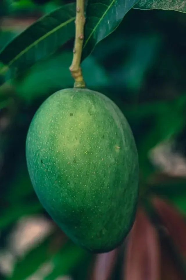What Happens To Body When You Eat Raw Mango Everyday