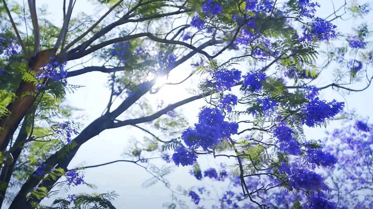 Jacaranda Flowers