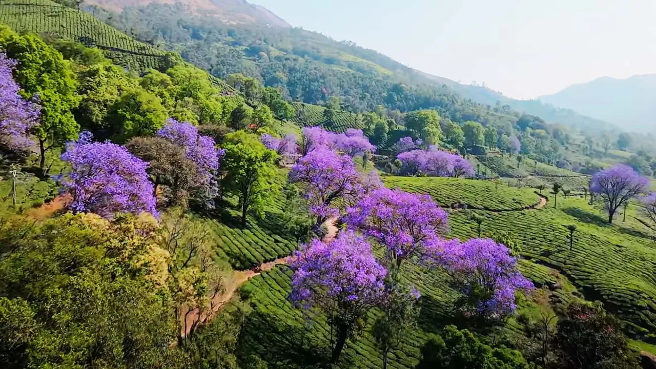 Jacaranda Flowers