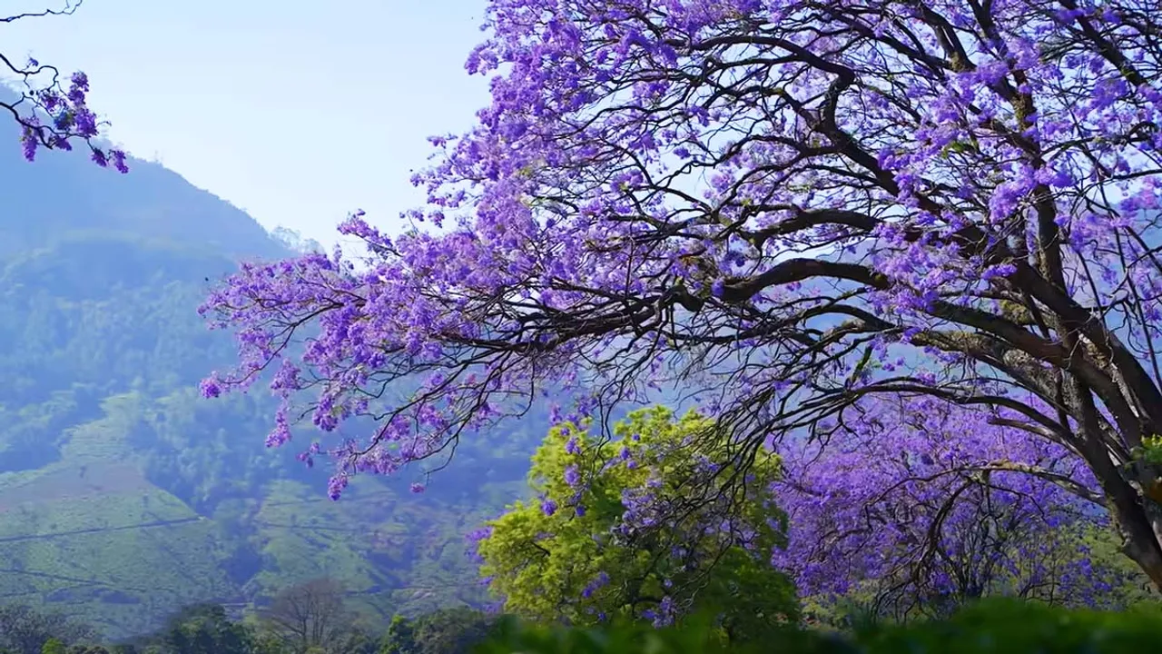 Jacaranda Flowers