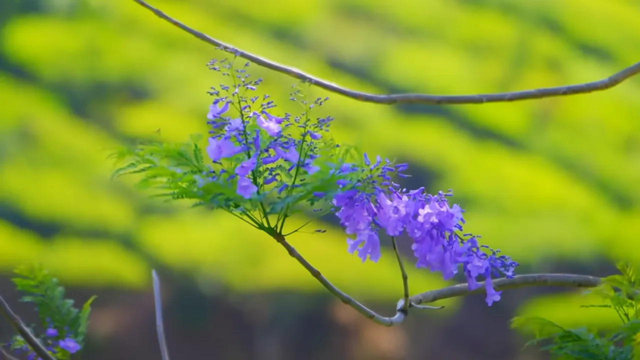 Jacaranda Flowers