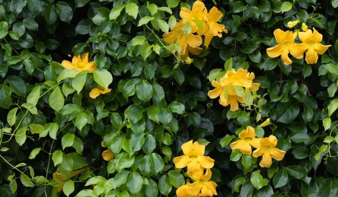 cat claw creeper plant 