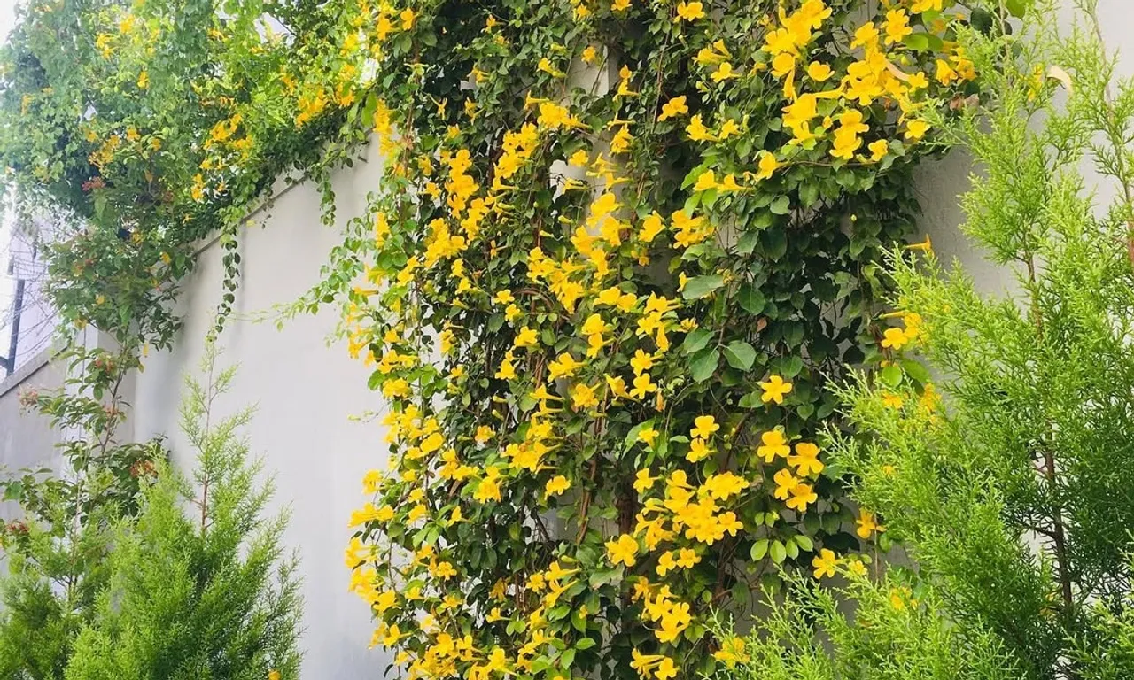 cat claw creeper plant 