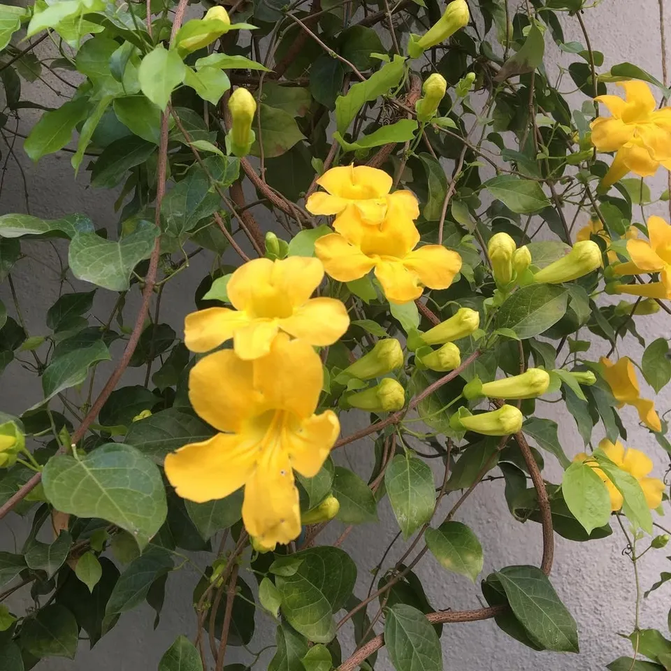 cat claw creeper plant 