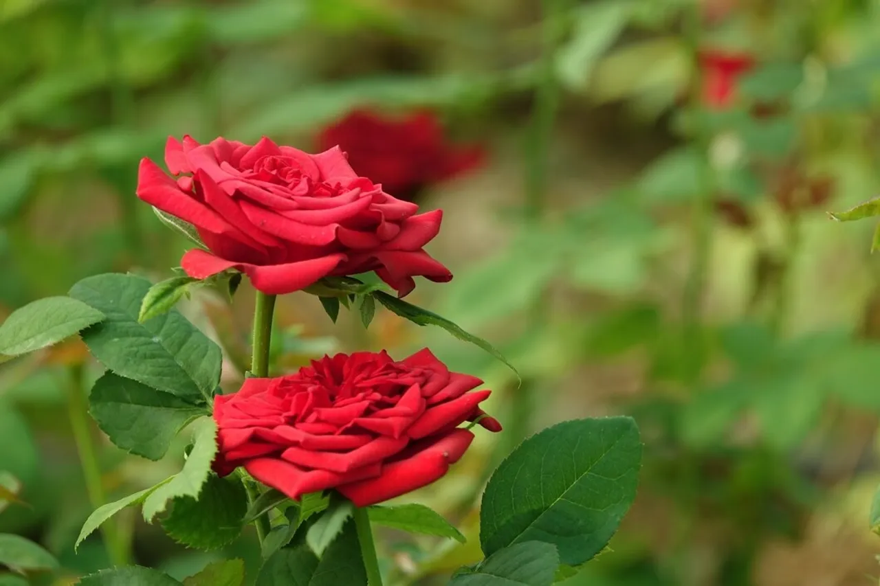 Tips For Planting And Growing Rose