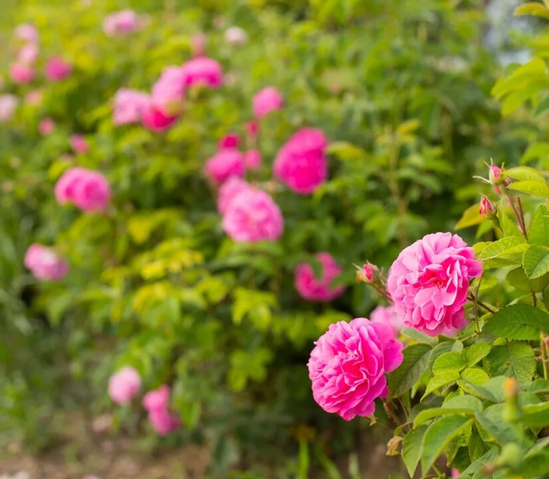 Tips For Planting And Growing Rose