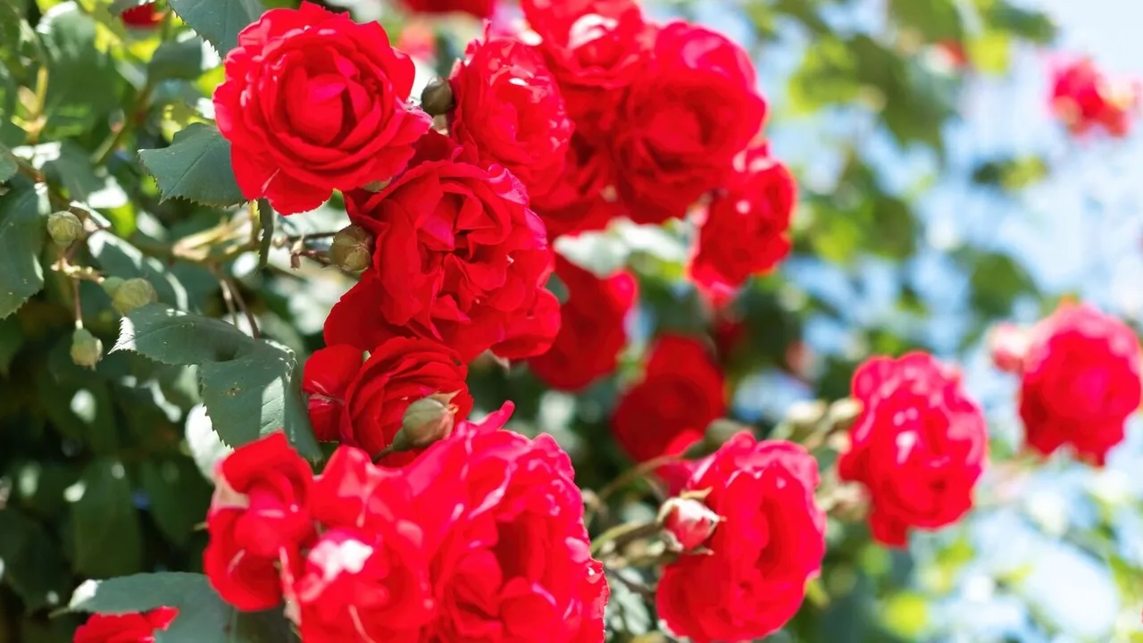 Tips For Planting And Growing Rose