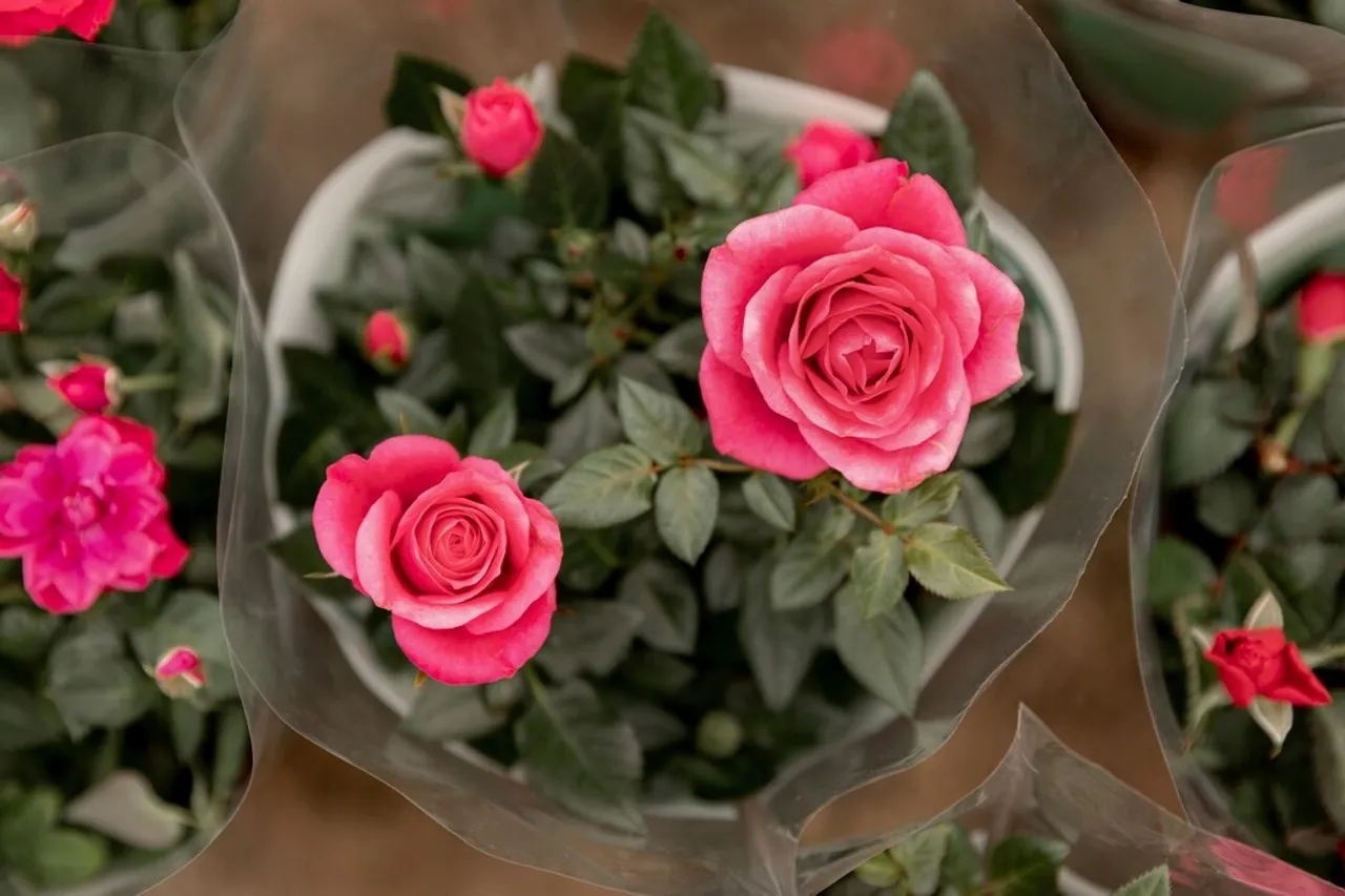 Tips For Planting And Growing Rose