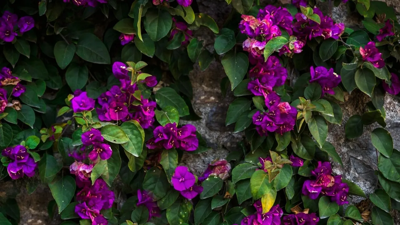 Creeping Wine Plant For Gardening