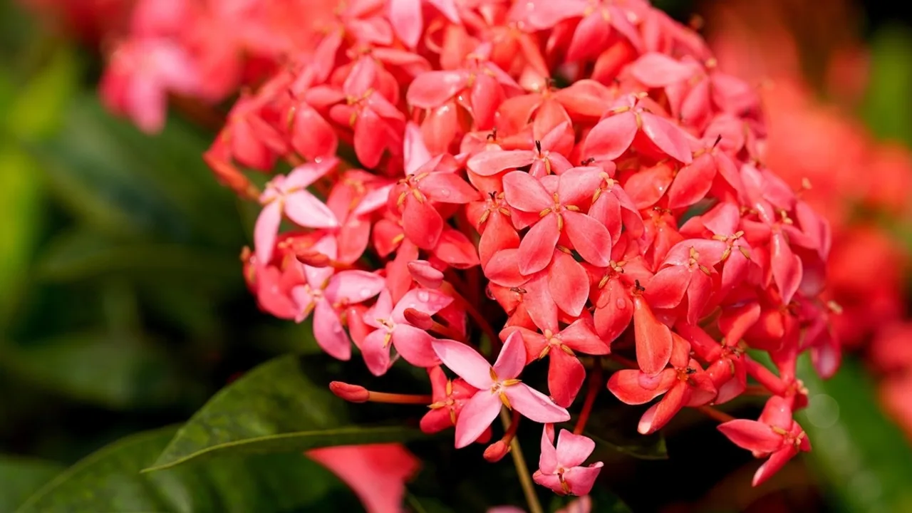 How To Grow Ixora Plant At Home Caring Tips