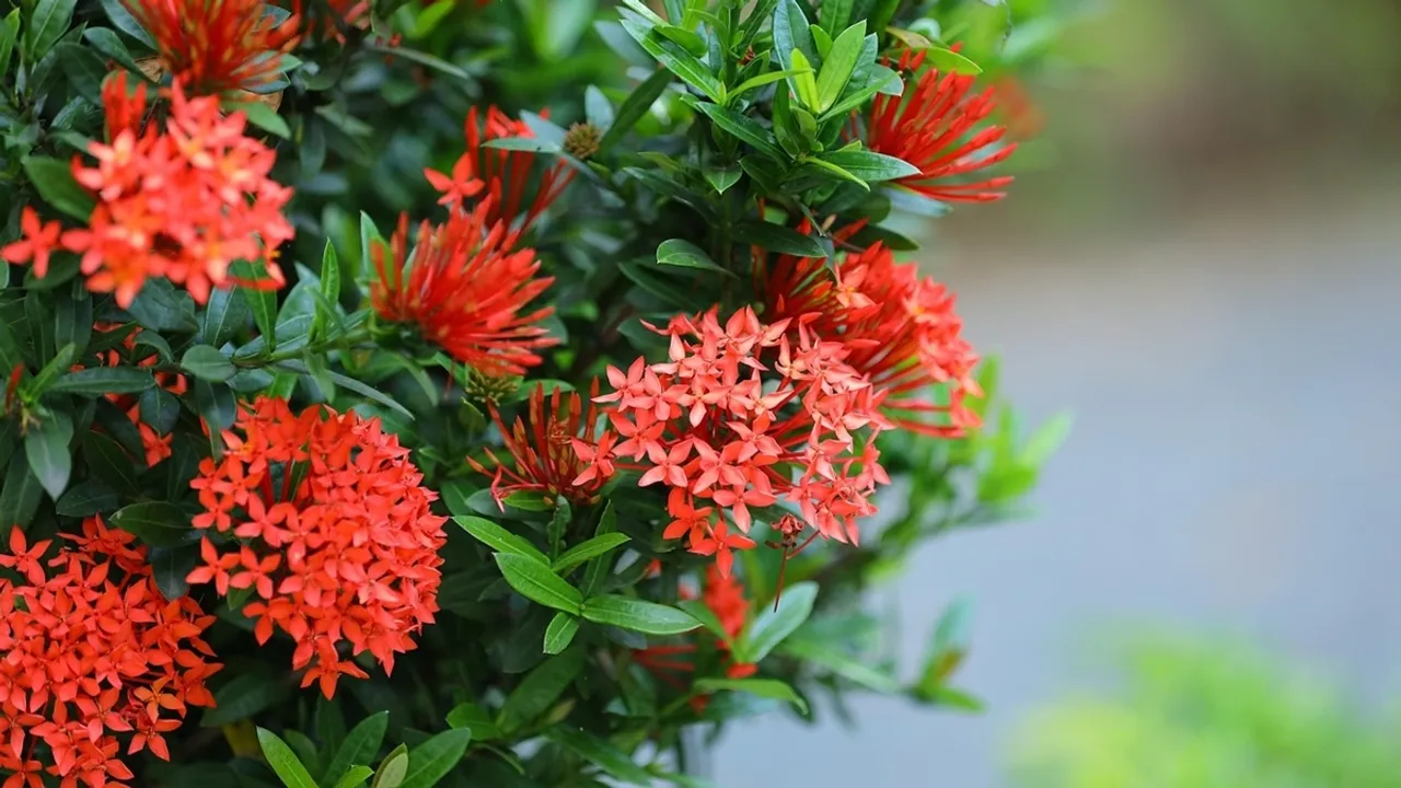 How To Grow Ixora Plant At Home Caring Tips 