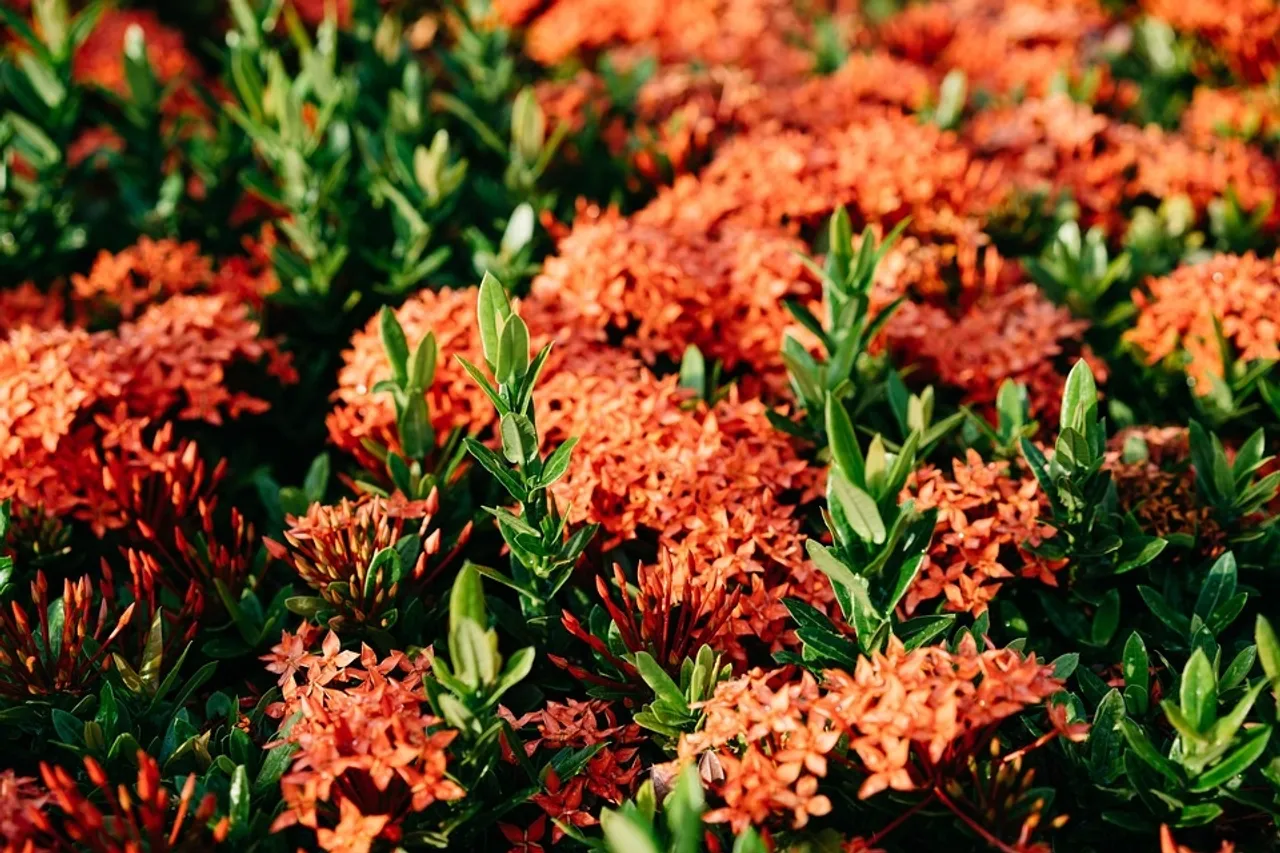 How To Grow Ixora Plant At Home Caring Tips