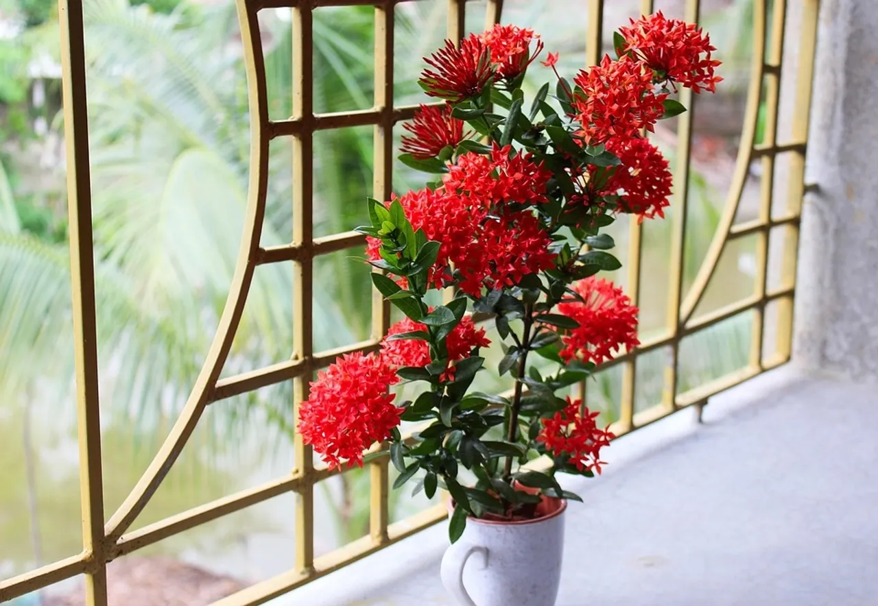 How To Grow Ixora Plant At Home Caring Tips
