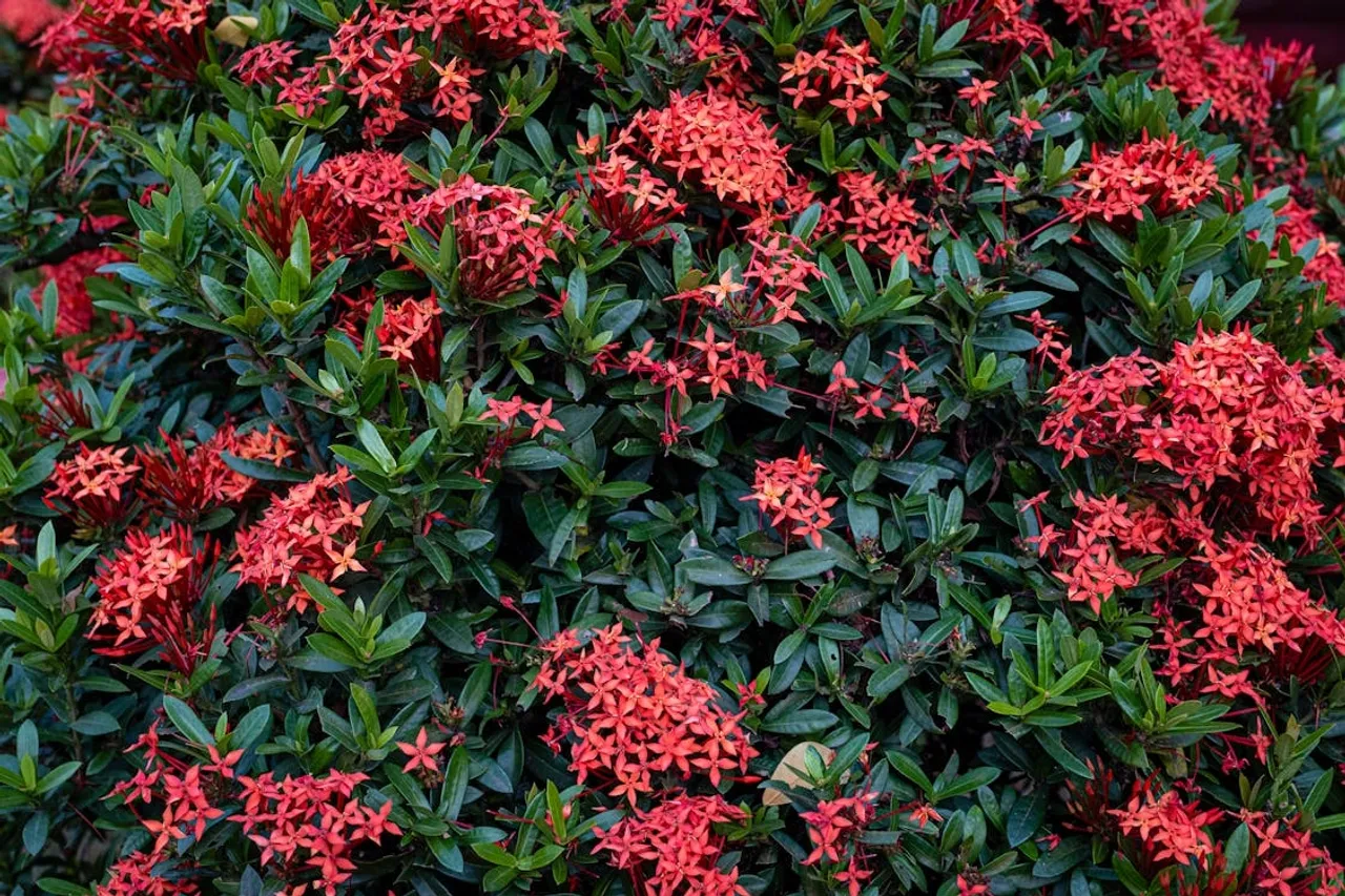 How To Grow Ixora Plant At Home Caring Tips