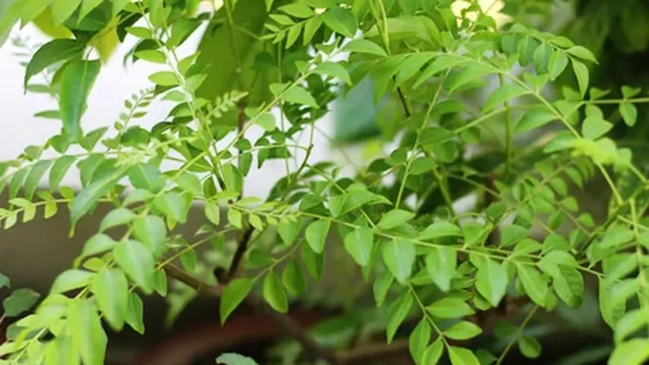 Curry Leaves Growing Tips 