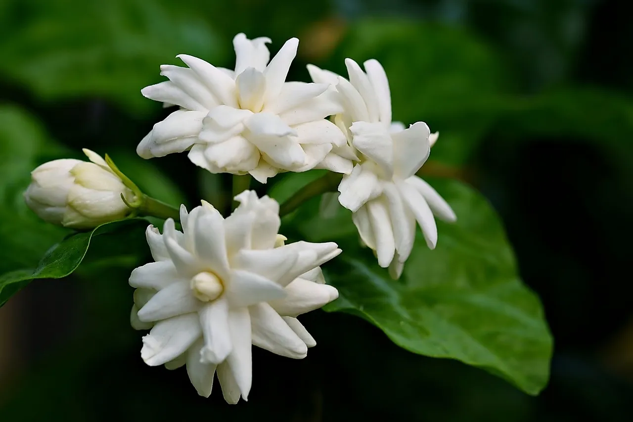 How To Grow And Care Jasmine