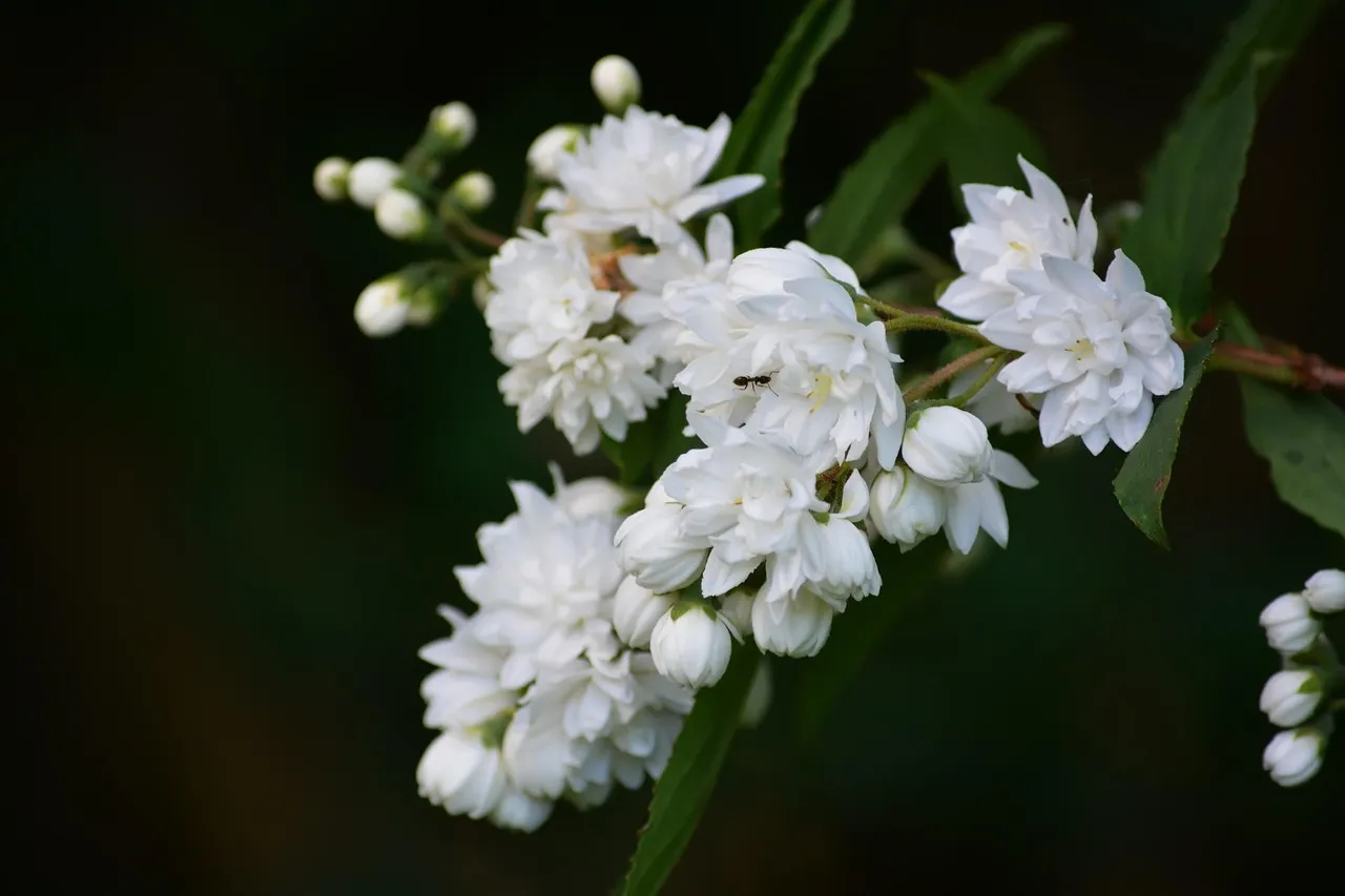 How To Grow And Care Jasmine