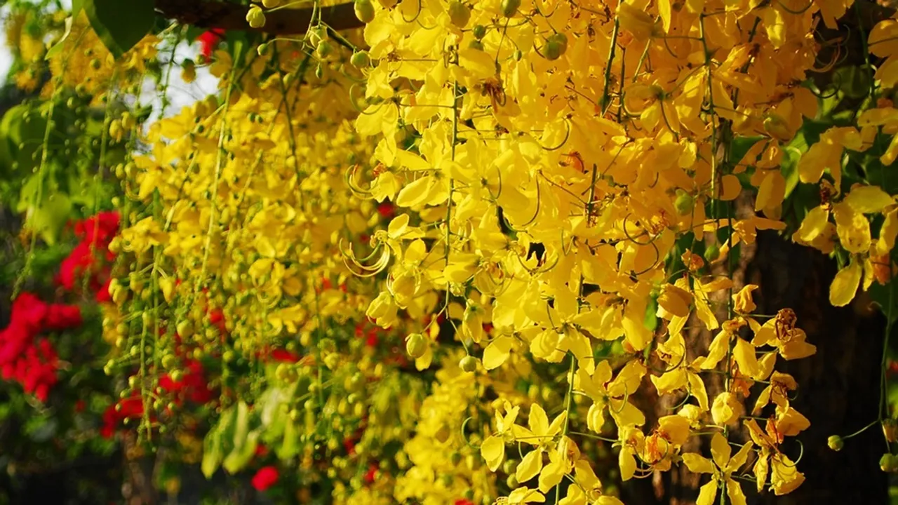 Golden shower tree kani konna fi