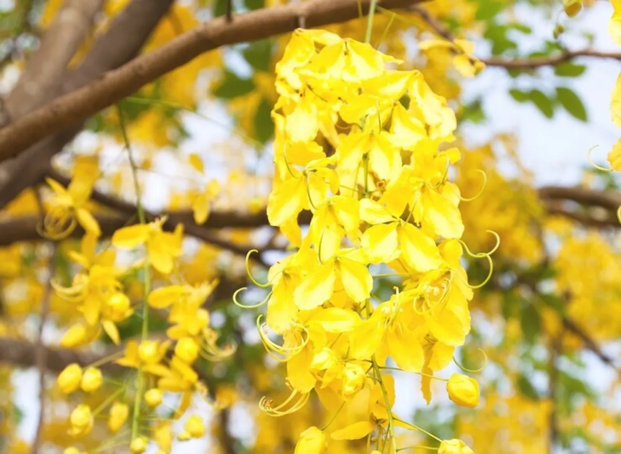 Golden shower tree kani konna 