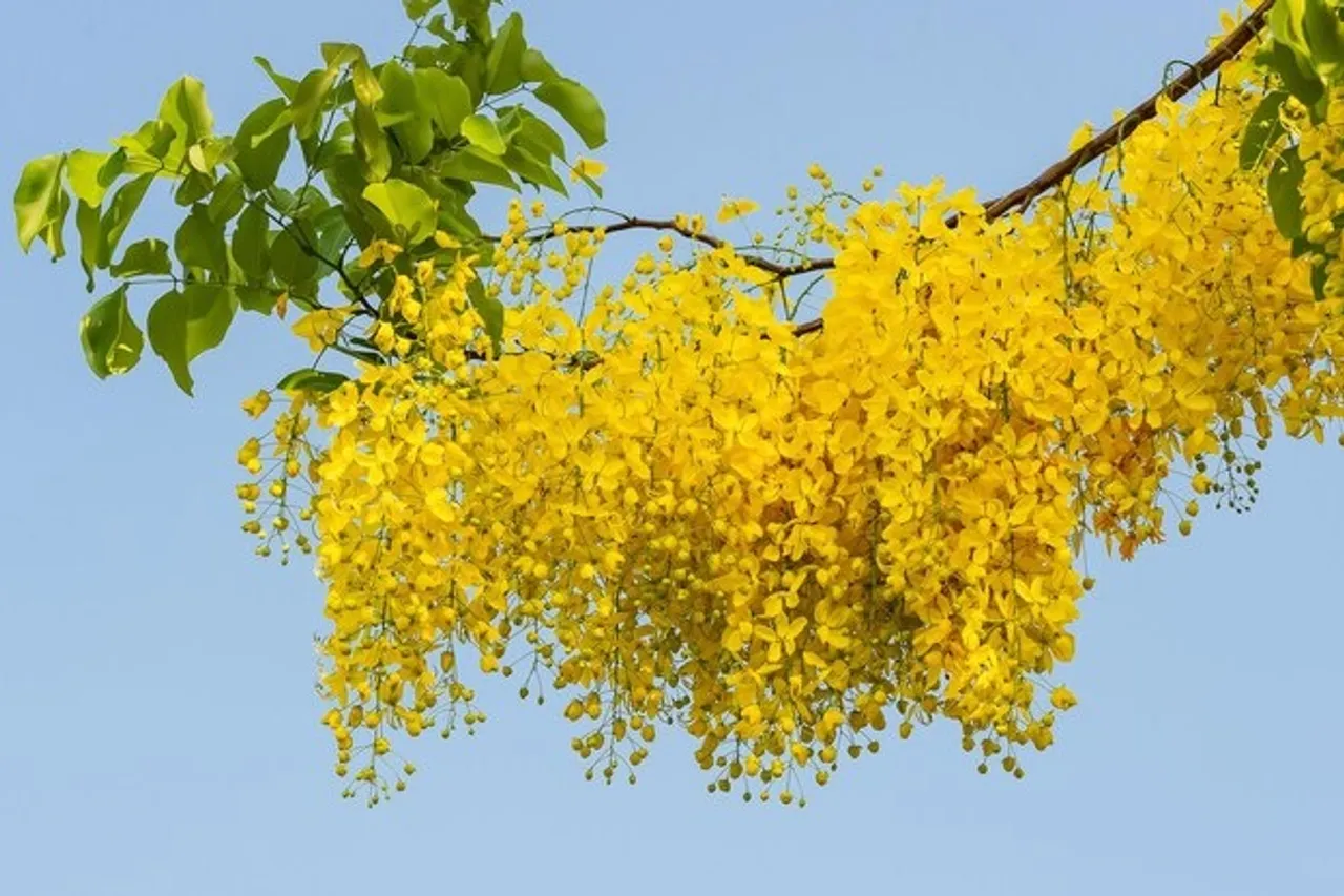 Golden shower tree kani konna 