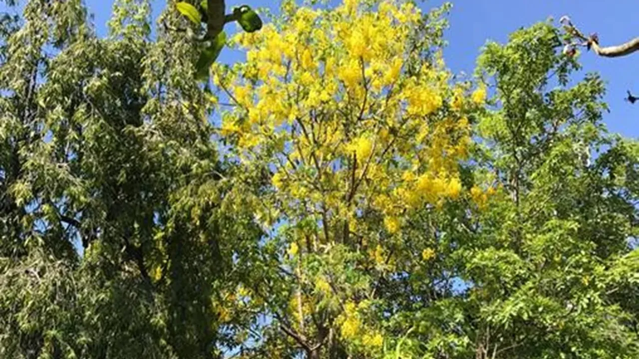 Golden shower tree kani konna 
