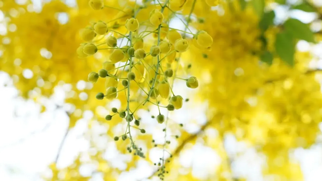 Golden shower tree kani konna 