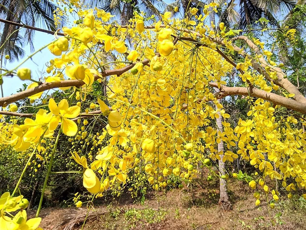 Golden shower tree kani konna 