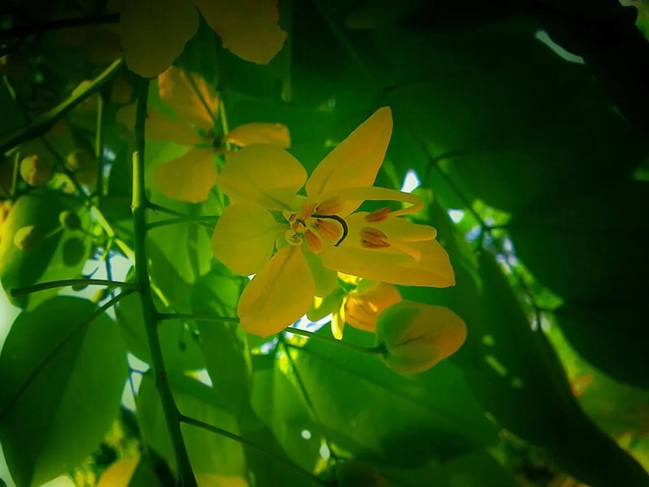Golden shower tree kani konna 