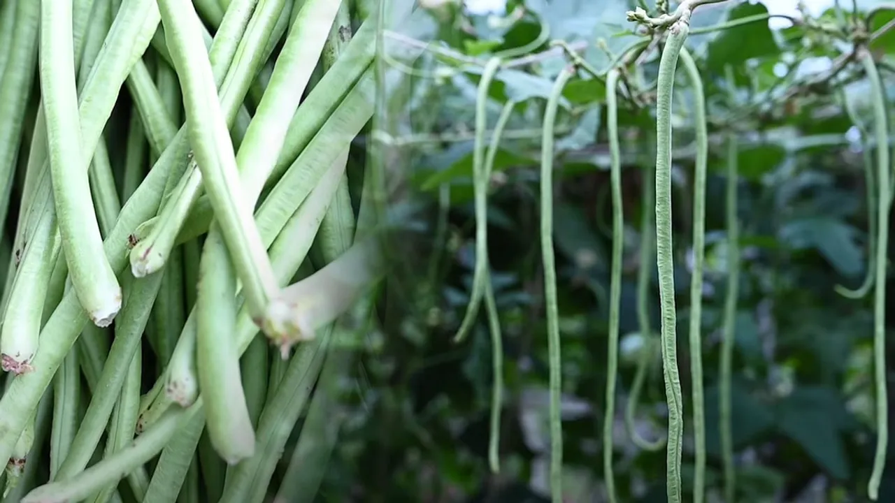 Growing Pea At Home Gardening Tips