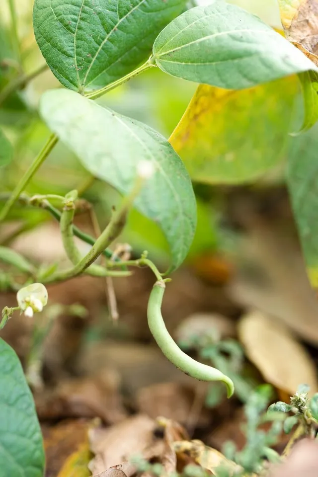 Growing Pea At Home Gardening Tips
