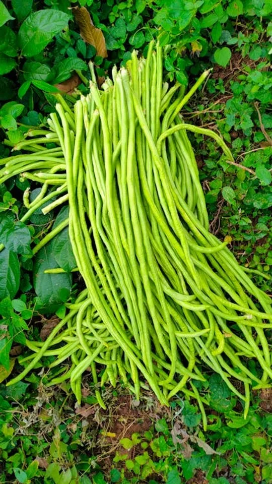 Growing Pea At Home Gardening Tips