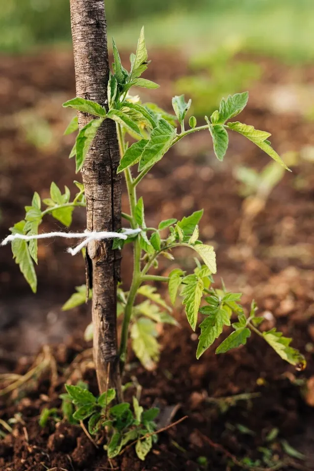 Growing Pea At Home Gardening Tips
