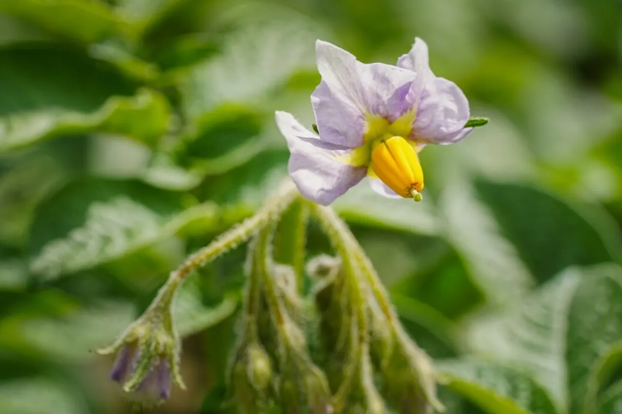 Growing Pea At Home Gardening Tips