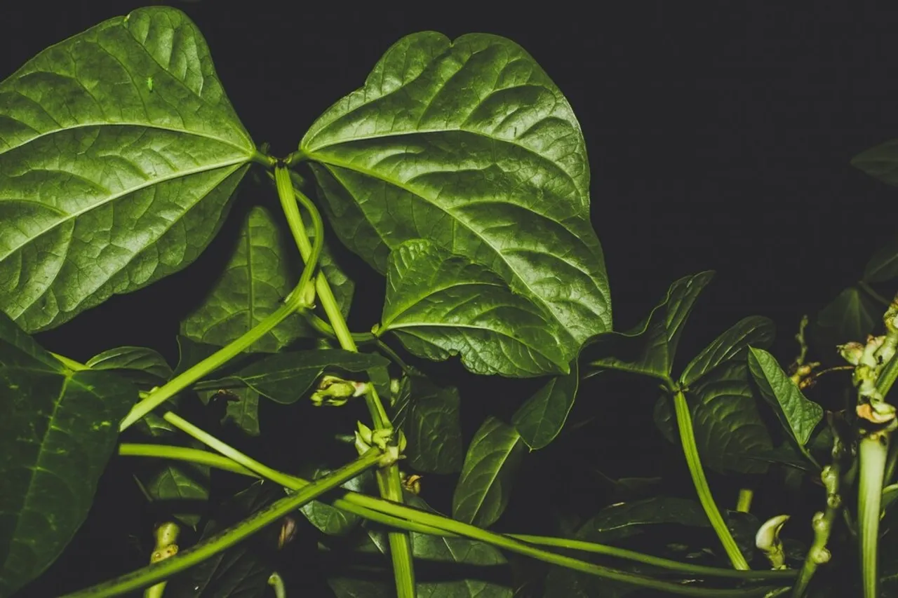 Growing Pea At Home Gardening Tips