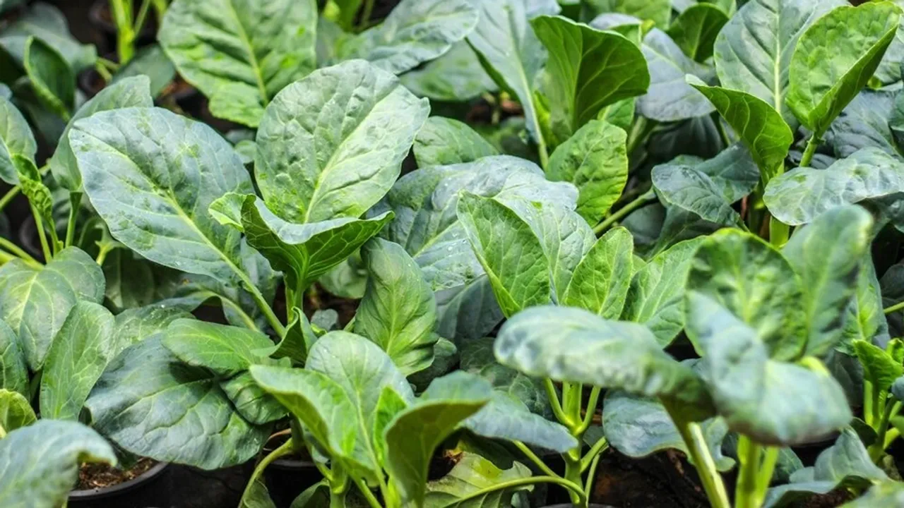 Growing Palak Spinach 