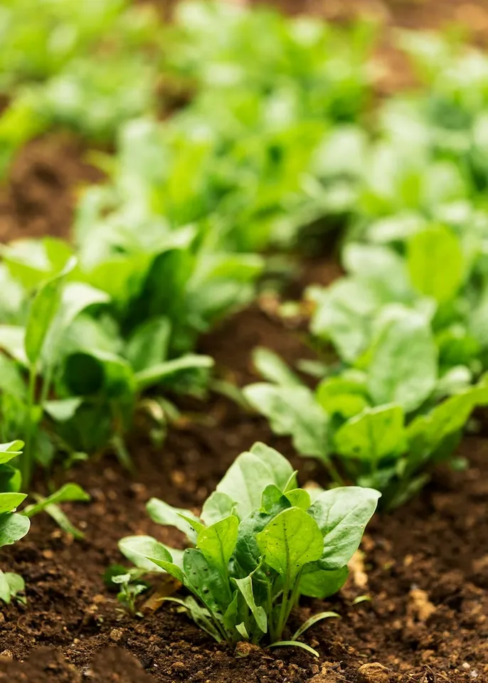Growing Palak Spinach 