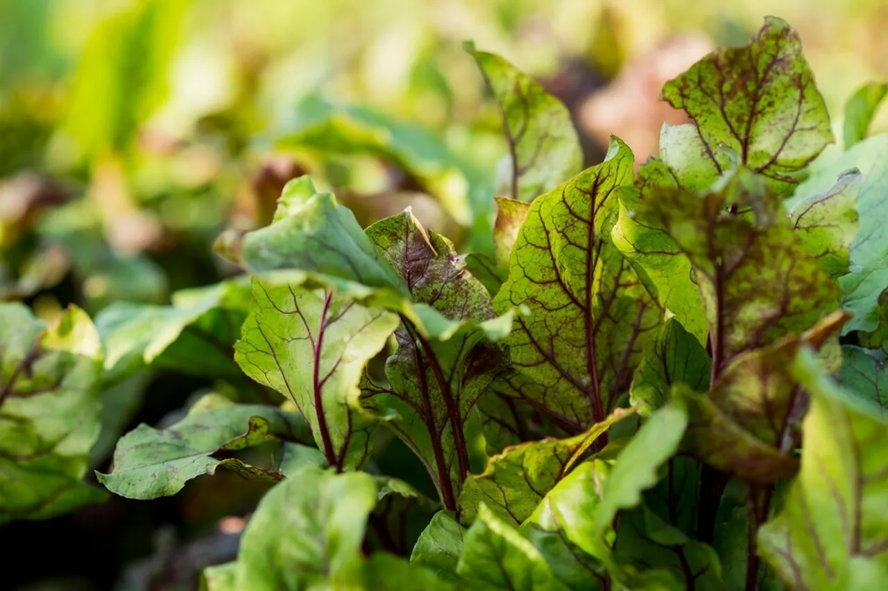 Growing Palak Spinach 