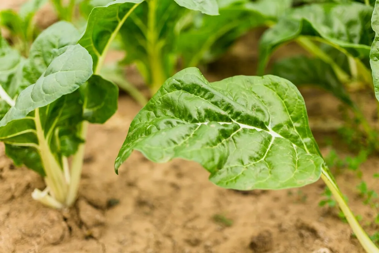 Growing Palak Spinach 