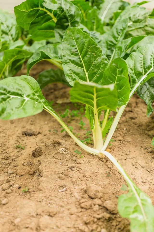 Growing Palak Spinach 