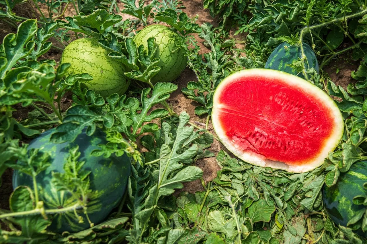 Growing Watermelon At Home Gardening Tips