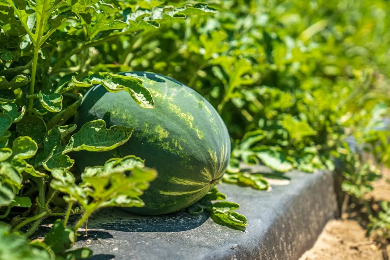 Growing Watermelon At Home Gardening Tips