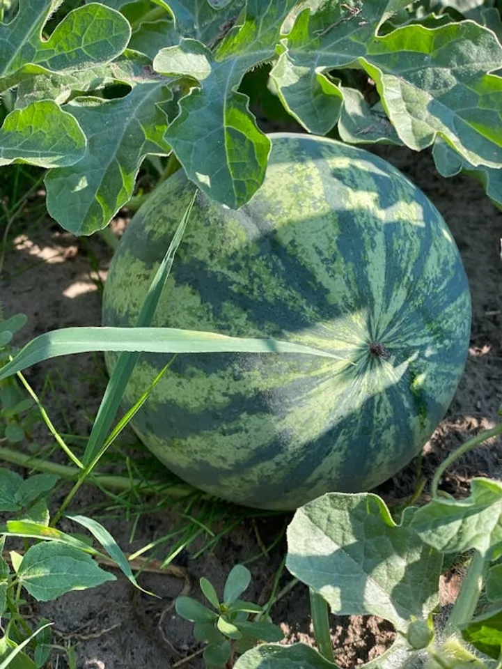 Growing Watermelon At Home Gardening Tips