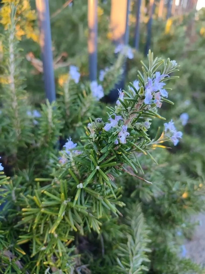 Growing Rosemary Plants