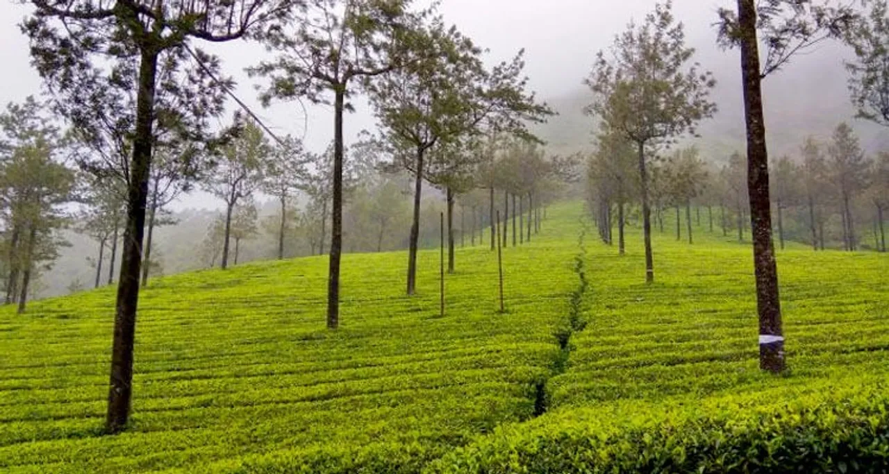 Munnar must visit places