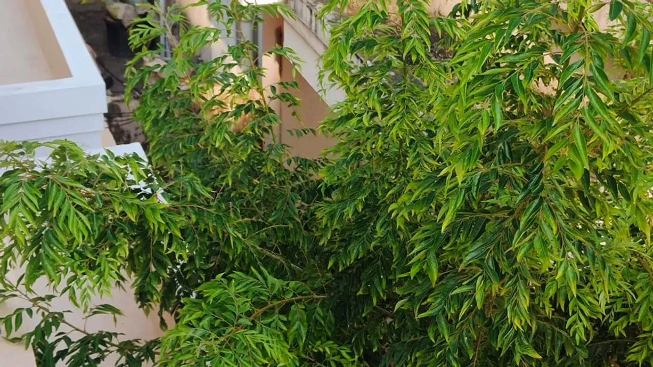 Easy and Effective Homemade Fertilizers for Curry Leaves Plant Growth