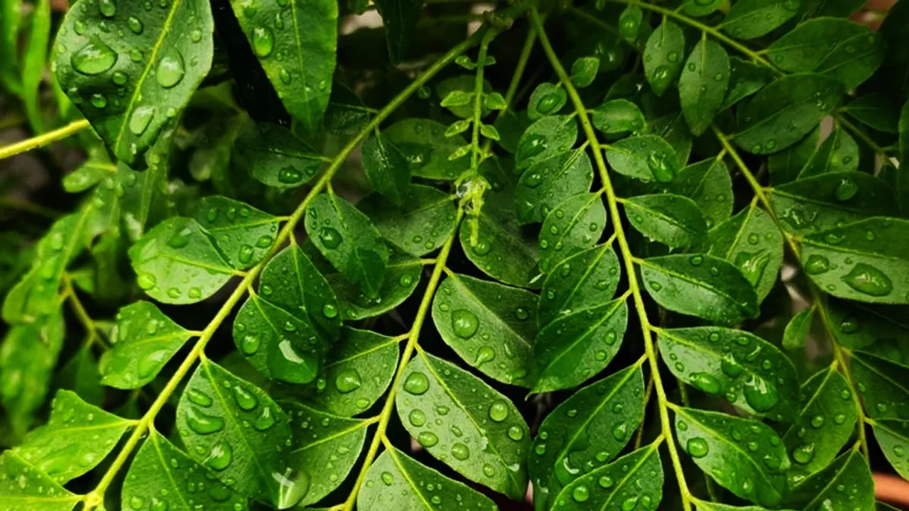 curry leaves 